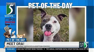 TV5 Pet of the Day: Meet Ora!