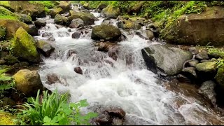 River Sounds for Sleeping: Nature Sounds of a Forest River for Relaxing Natural meditation