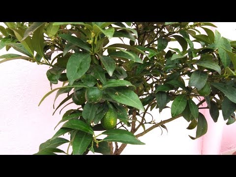 How to grow sweet lemon?