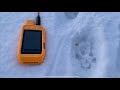 You can’t catch them all!!! Utah Bobcat Hunt with Hounds
