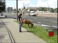 Лошадь на Третьем Транспортном Кольце Москвы