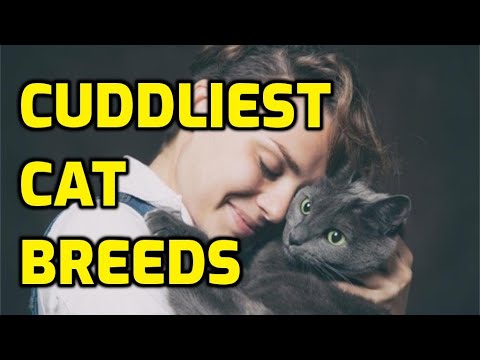 Video: 10 Lap Cat Breeds We Love