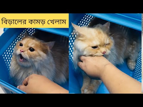 আজ বিড়ালের কামড় খেলাম 😪How to treat a cat bite 