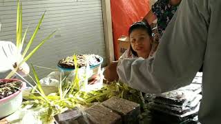 EXPLORE PASAR AIRMADIDI|-SR samros_