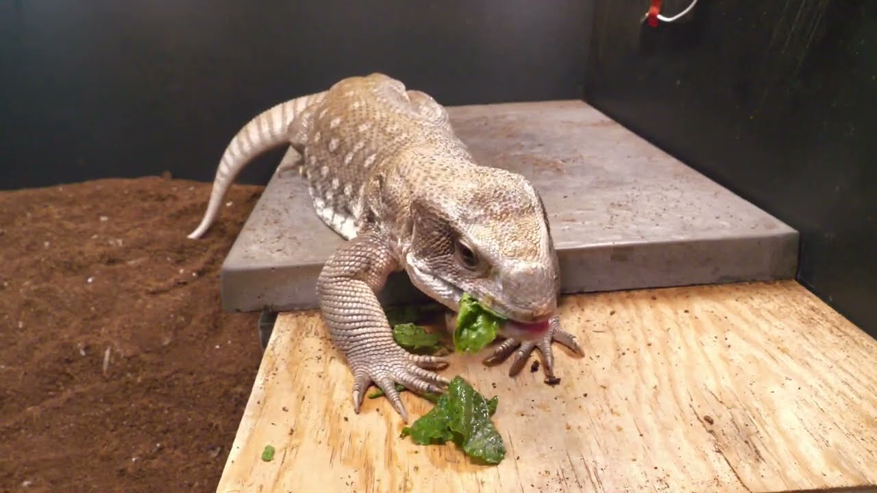 A Guide To Caring For Savannah Monitors As Pets