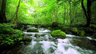 4k UHD Lush Bridge Stream. Gentle Sound of Nature, Mountain River, White Noise, sleep, Study, Relax.