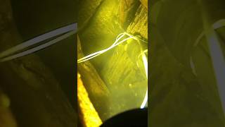 Download Lagu nembak ikan semah sarawak di waktu mlm MP3