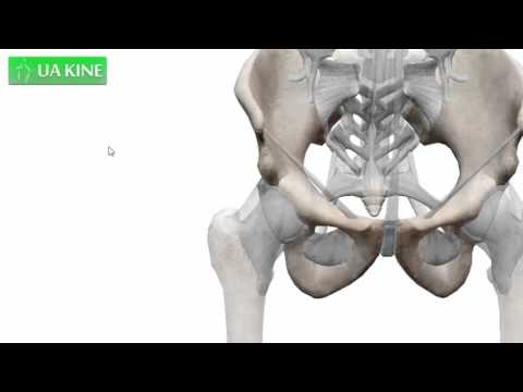 Anatomía de la Pelvis