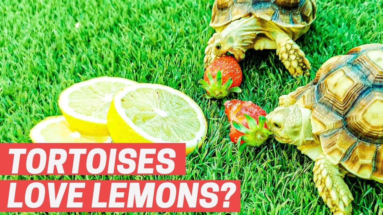 Tortoises try lemons! YouTube