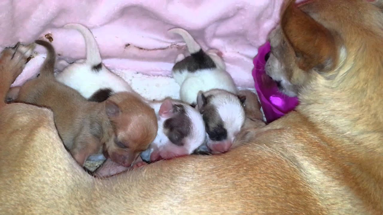 Tiny puppies nursing. YouTube