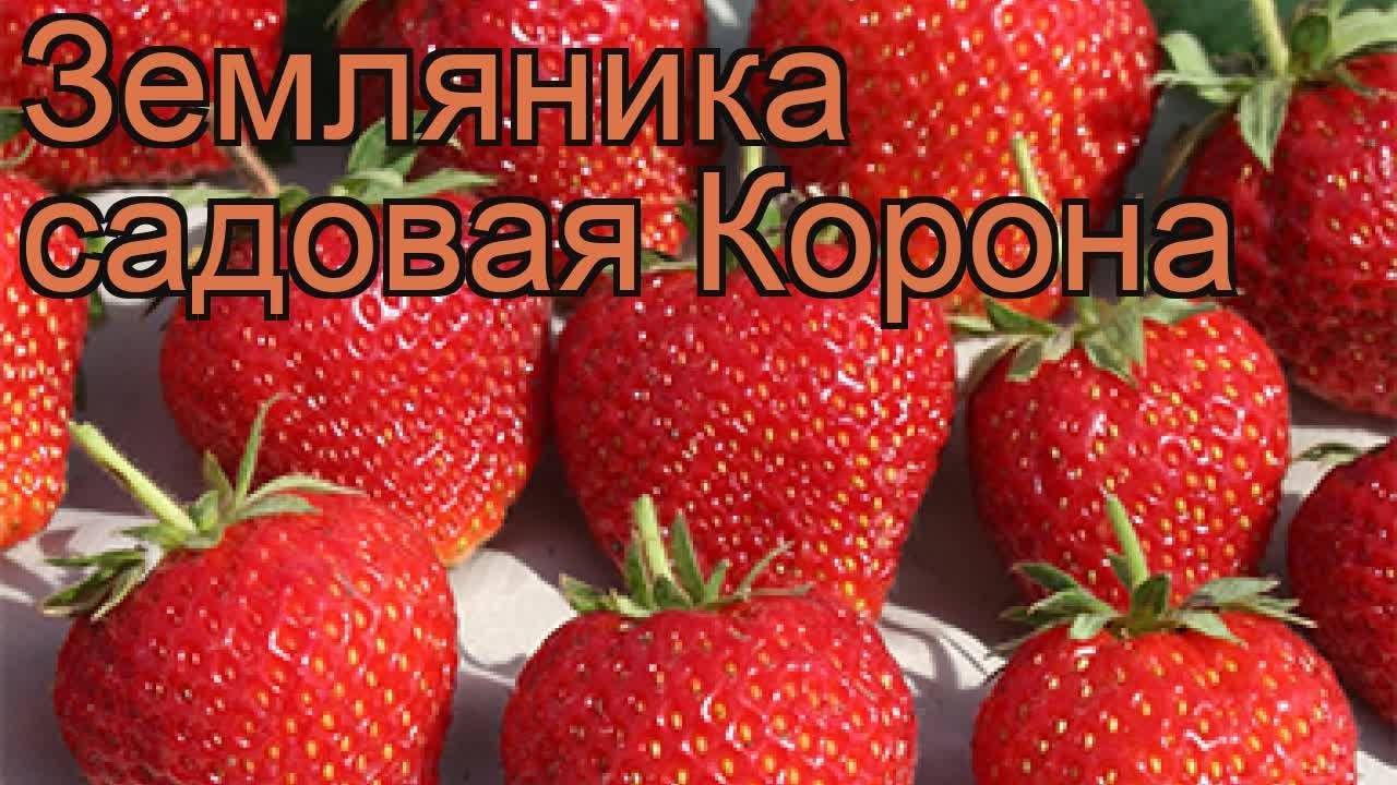 Клубника корона фото описание