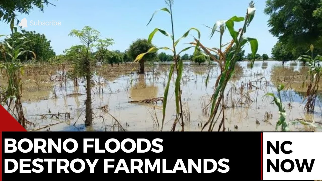 Borno Floods Destroy Alau Dam Farmlands, Threatening Food Supply - YouTube