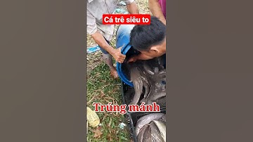 Cá trê đồng siêu to #shorts ##shortvideo