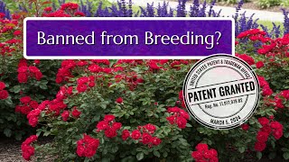 Download Lagu Verboden te kweken? Het rozenpatent waar niemand het over heeft! MP3