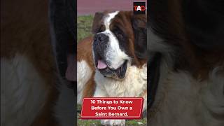 10 Things You Must Know Before You Own a Saint Bernard #dogbreeds #saintbernards #saintbernarddog