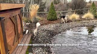 Big, Fenced Yards Where Your Dogs Can Sprint, Stress Free