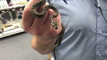 Blotched Blue Tongues, Marble Children’s Pythons, Murray Darling, Carpet Pythons | Reptile Life