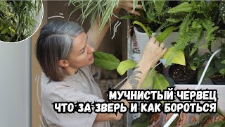 Мучнистый червец - что за вредитель, как узнать, где искать и как бороться