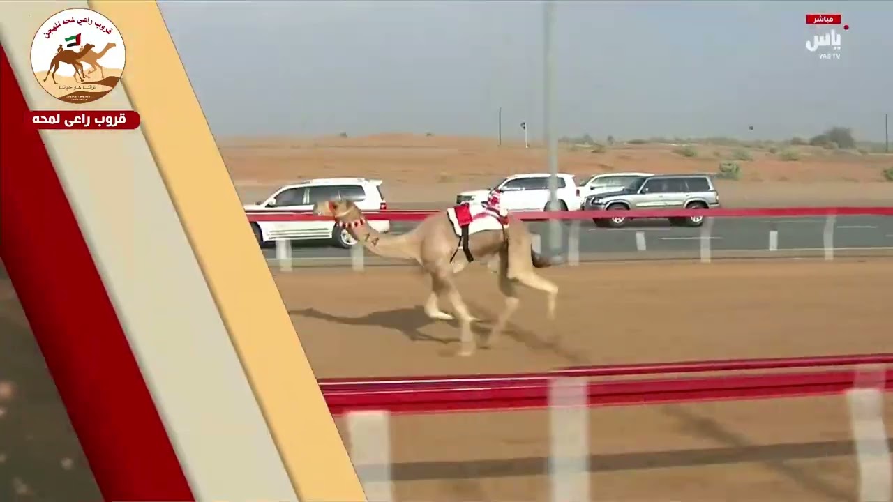 الشوط 5 ..هيمان لـ محمد علي بن حماد الشامسي 9:24:57(  مهرجان صاحب السمو الشيخ محمد بن زايد 2025 )