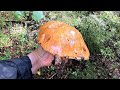 Собираю грибы | тихая охота | огромный красный гриб | лесная речка | huge red mushroom | лес | гриб