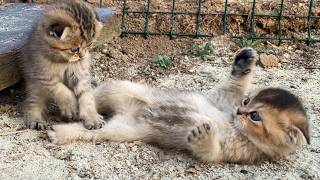 The kittens who decided to fight in the street were so cute.