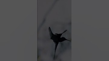 سورة الإخلاص بصوت الشيخ عبد الباسط عبد الصمد مجود #قرآن