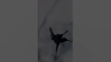 سورة الإخلاص بصوت الشيخ عبد الباسط عبد الصمد مجود قرآن 