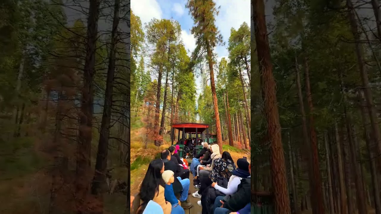 TRAIN RIDE DETAILS BELOW 👇🚂 Climb aboard the Yosemite Mountain Sugar Pine Railroad! 📍