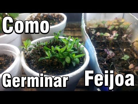 Vídeo: Sembrar Feijoa A Casa