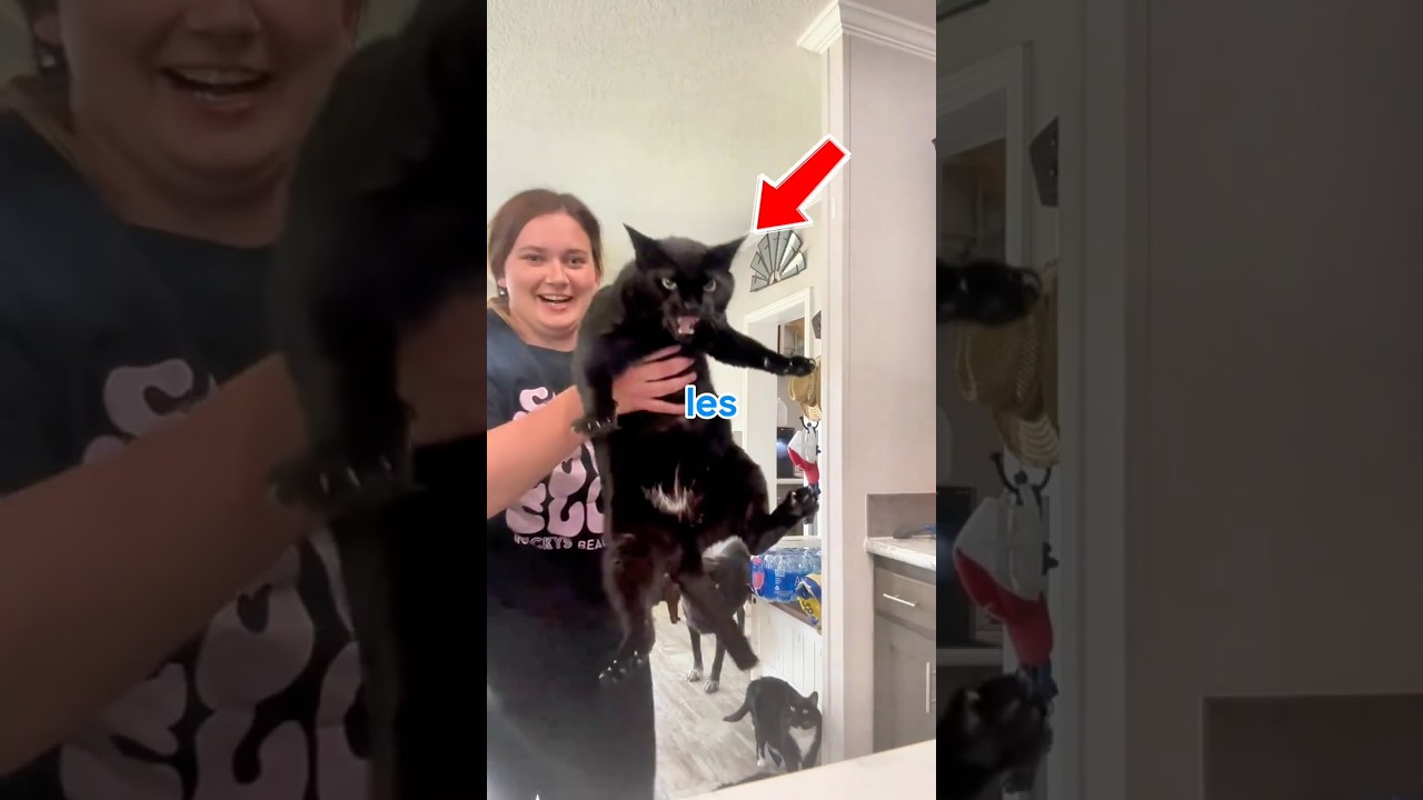 les chats noirs sont dramatiques #shorts