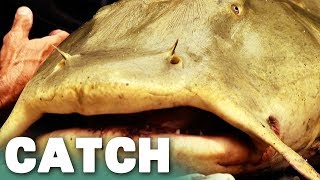 The Mysterious Giant Goonch Catfish | River Monsters | Catch