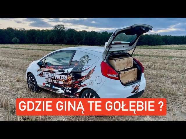 Kolejne treningi i… WŁOŻYLI 147 GOŁĘBI, A NA NOC BYŁY 3 😳😱 CO SIĘ DZIEJE W POLSCE❓🤯 KONIEC SEZONU 🙄 