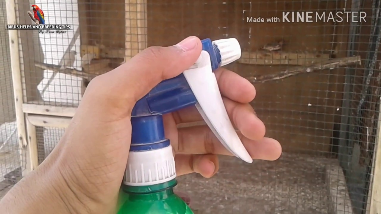 How To Care Birds In Summer Season With Full Detail (hindi/urdu)