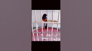 @MASTERAN MURAI BATU ISIAN CILILIN KAPAS TEMBAK CUCAK JENGGOT