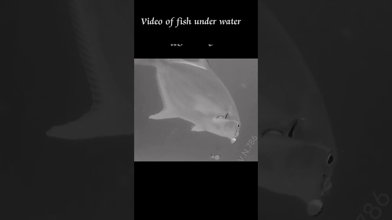 Video of fish under water 