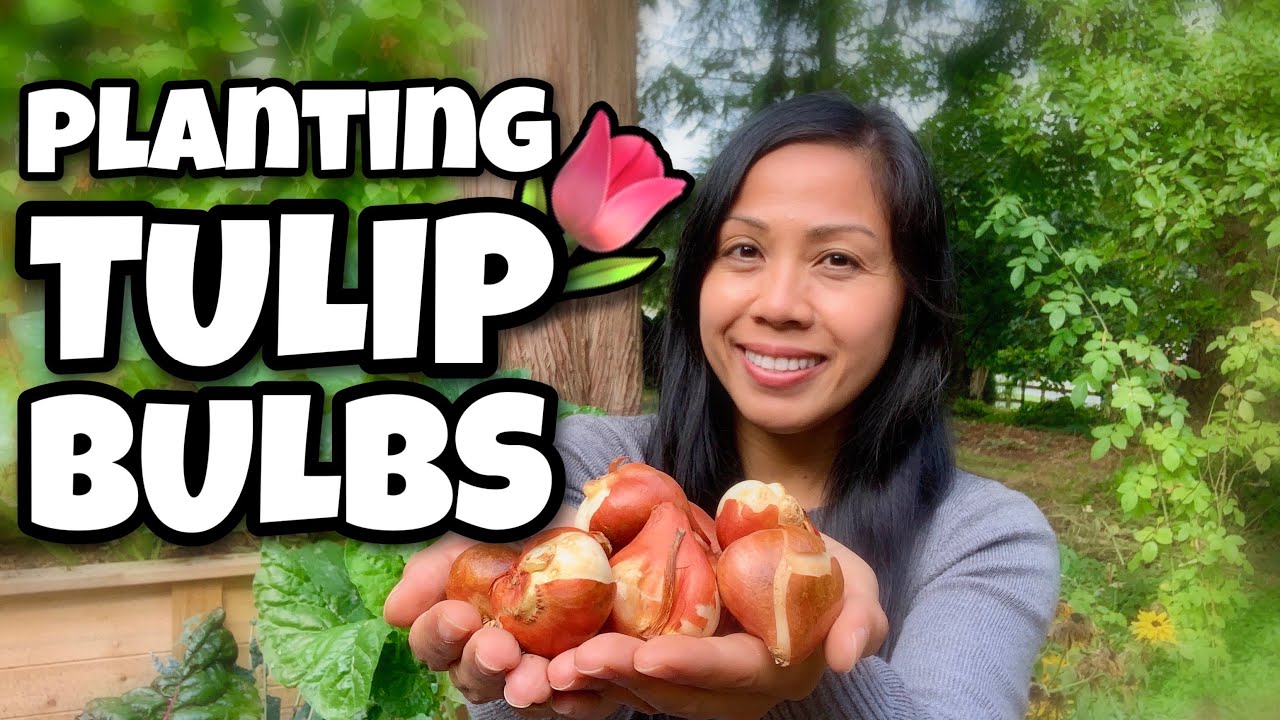 Planting tulip bulbs how to plant flower bulbs youtube