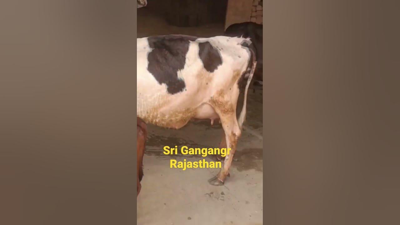 HF Cow 20+Milk ki khiri bachdi M9828822810 YouTube