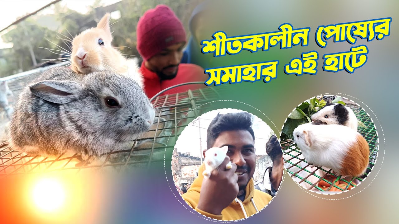 Gallif Street Pet Market Current Rabbits, Bunny, Hamster Price