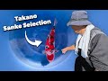 Exclusive takano sanke selection at koi wholesale  japanese koi showcase