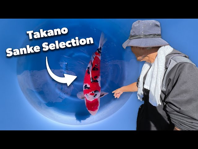 Exclusive Takano Sanke Selection at Koi Wholesale | Japanese Koi Showcase class=