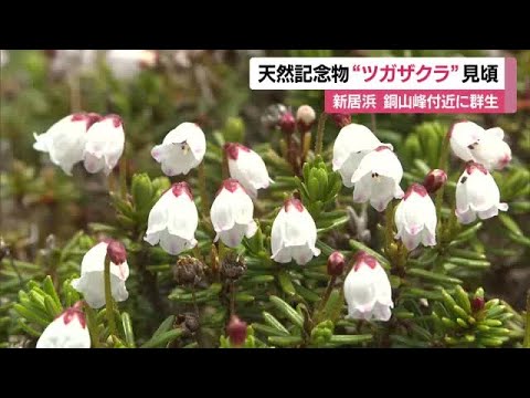 Alpine plant 