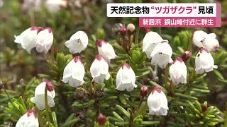 Alpine plant 