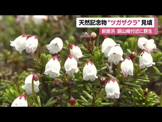Alpine plant 