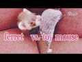 【ferret フェレット】babyフェレットvs.ねずみおもちゃ【feeling癒し】