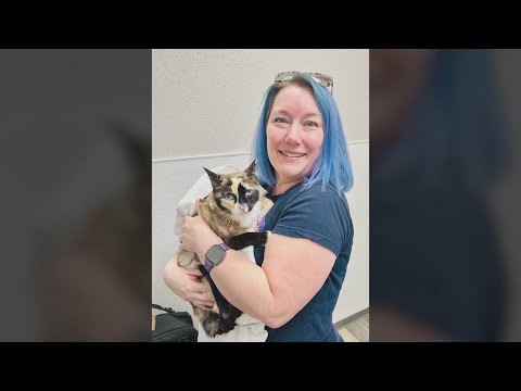Missing cat found 600 miles away from home inside and Amazon box - YouTube