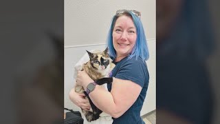 Missing cat found 600 miles away from home inside and Amazon box