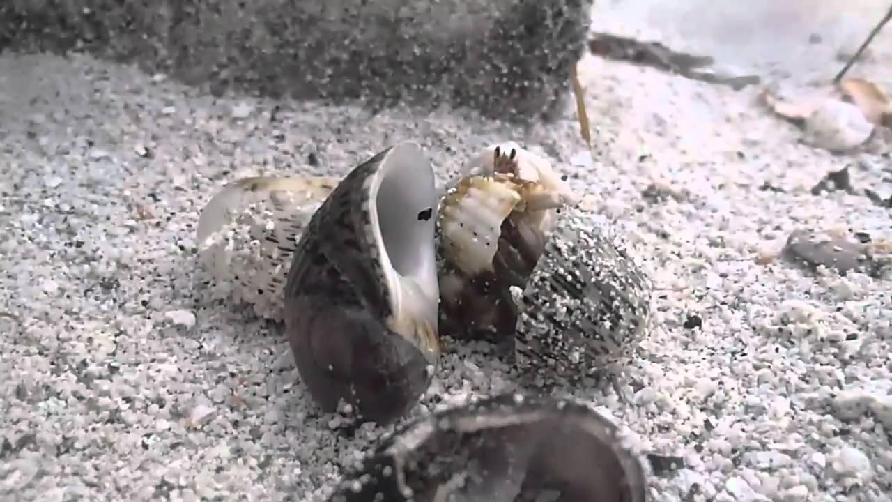 Hermit crab searching for her new shell? - YouTube
