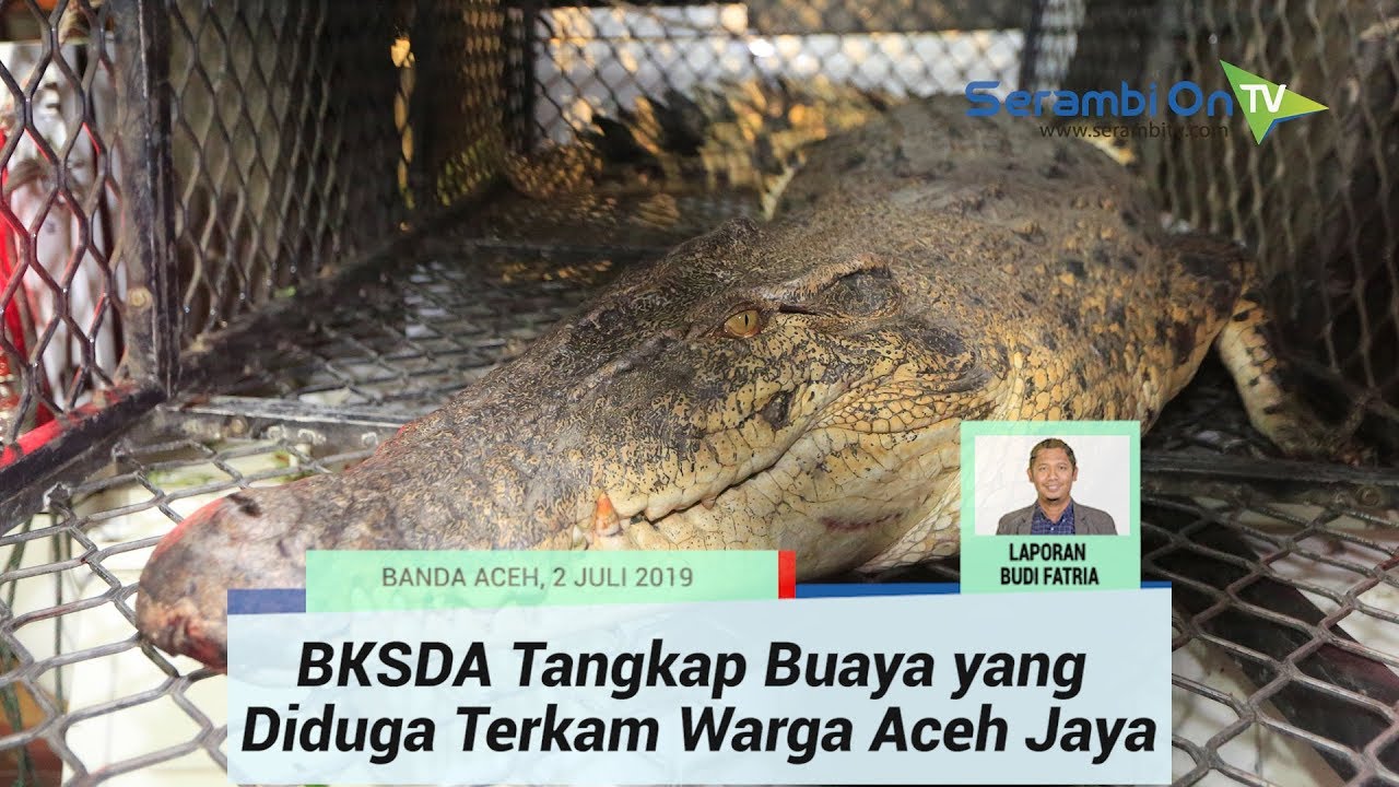 BKSDA Aceh Tangkap Buaya yang Diduga Terkam Warga Aceh Jaya