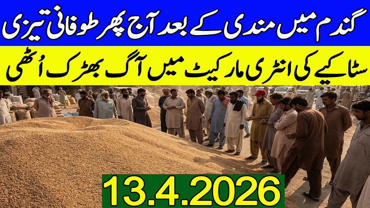 Wheat Price Today 2026|| Aaj Gandum ka Rate 😱|Gandam Rate Today 2026 ...