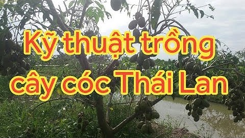 Agri2. Kỹ thuật trồng cây cóc Thái #KyThuatNongNghiepHakiOfficial